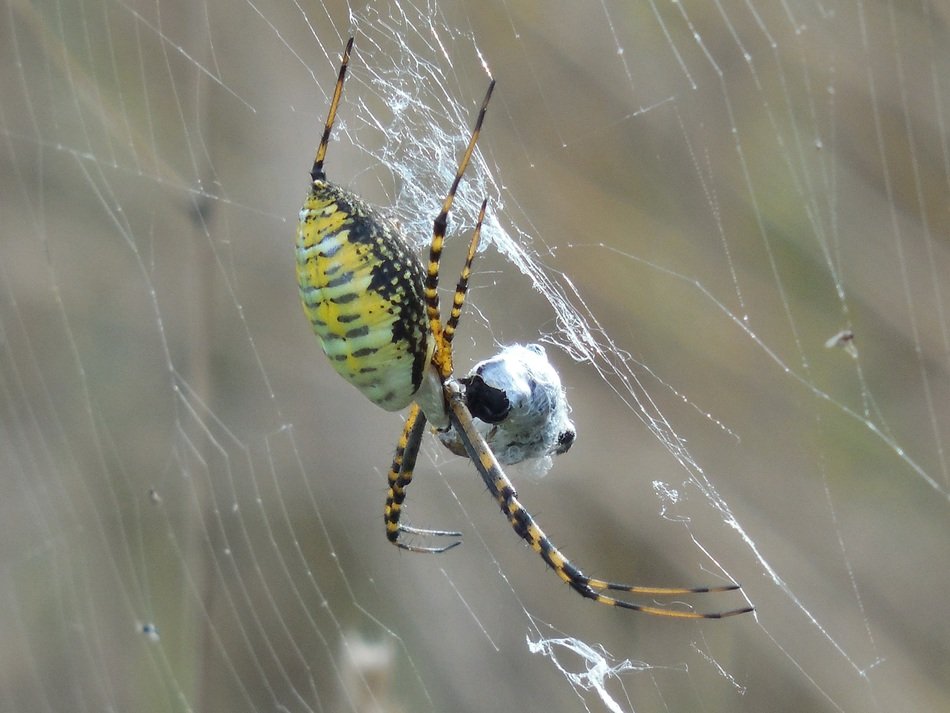 arachnid insect in cobweb close up