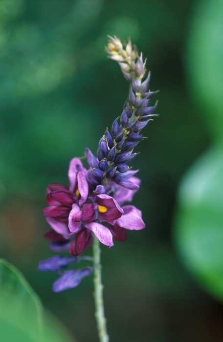 Violet flower on a background of green leaves on a blurred background