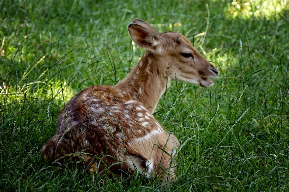 terrific wild calf