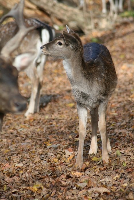 young deer in wildlife