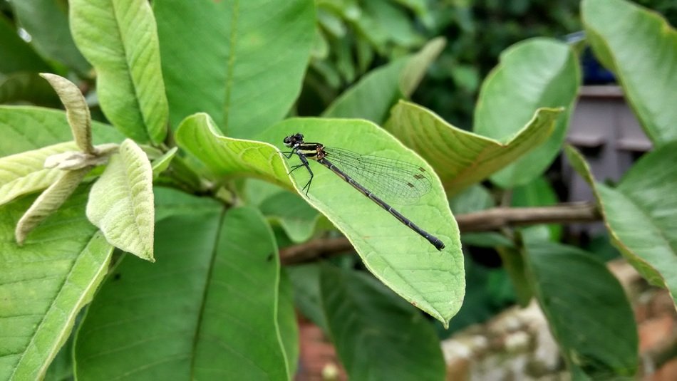 dragonfly insect on the leaf