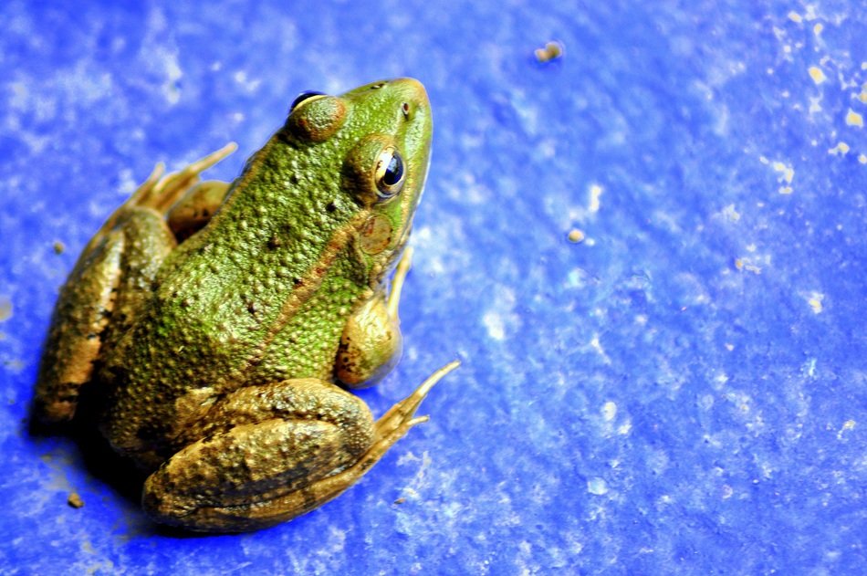 green frog on blue surface