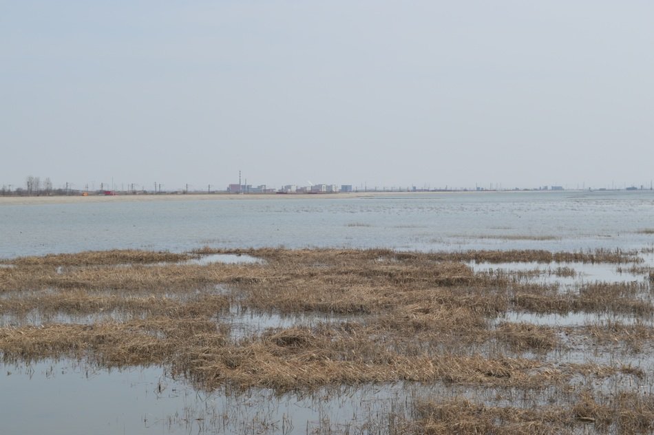 Dead grass on lake landscape and cloudy sky