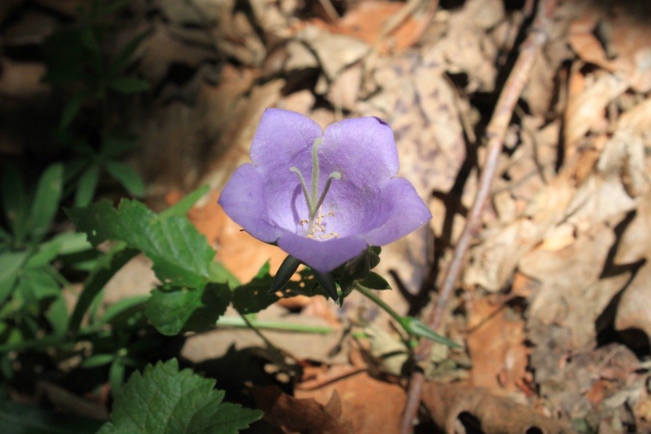 bellflower in the morning sun