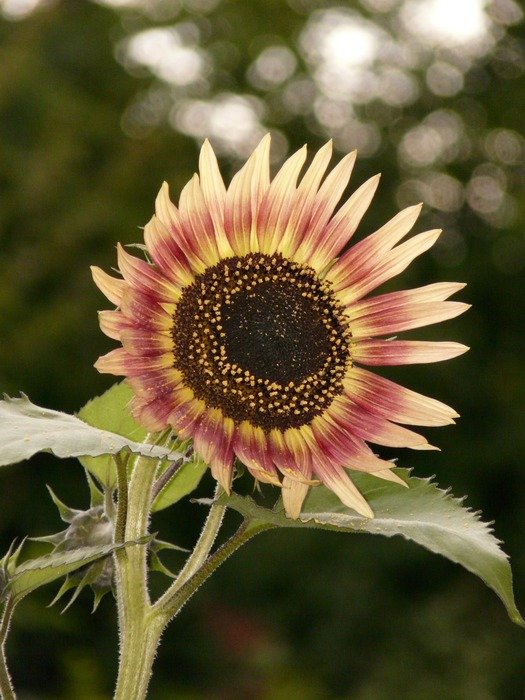 pale sunflower on nature background
