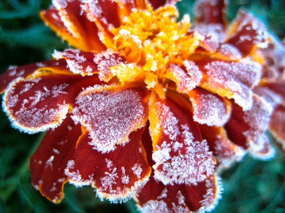 marigold flower in the frost