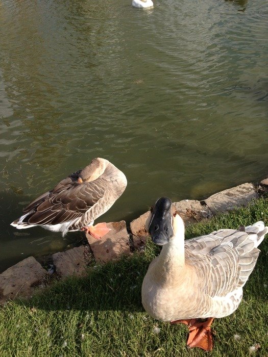 geese on the shore near the lake