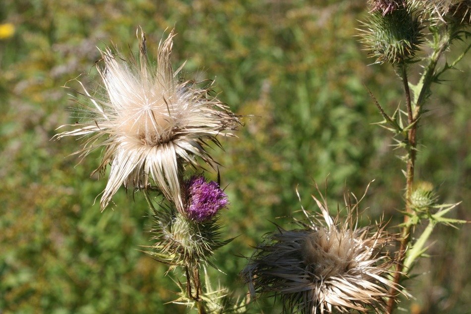 thistle plants in the botanic garden