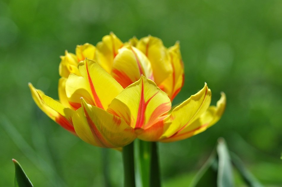 tulip flower in the morning sun