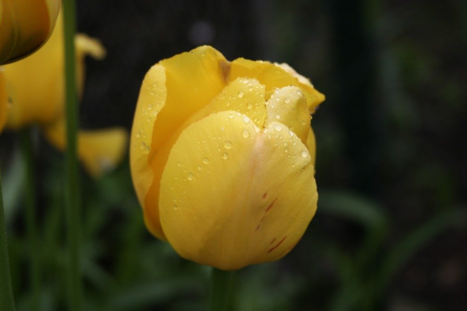 yellow tulip in drops of rain