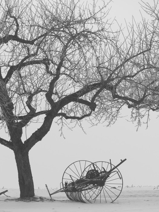 still life in winter