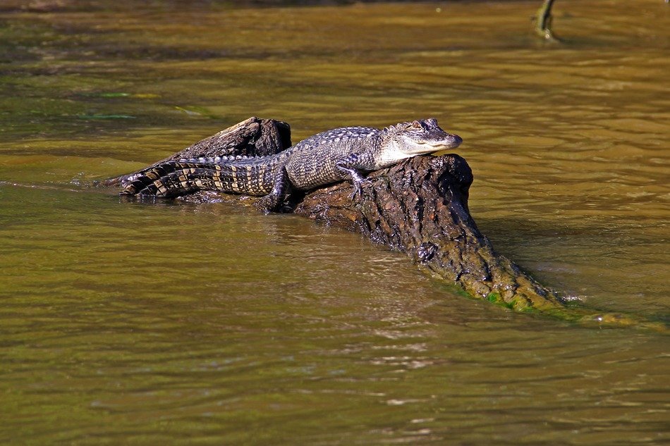 crocodile on a tree trunk in water, louisiana