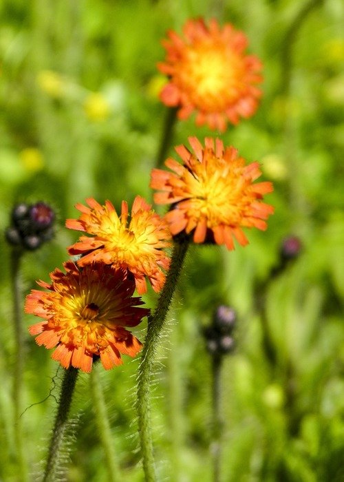 orange wild flower in the field