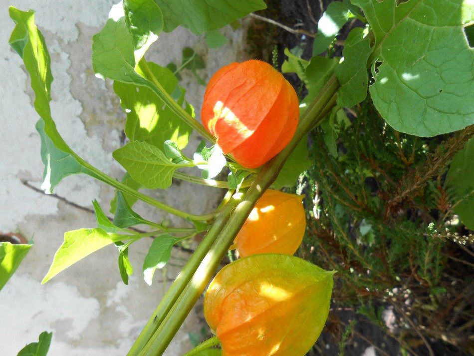lampionblume flower