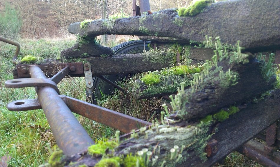 moss and lichen on old abandoned mecanism