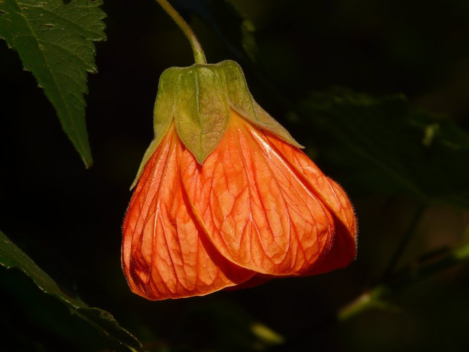 orange flower on a stalk on a dark background