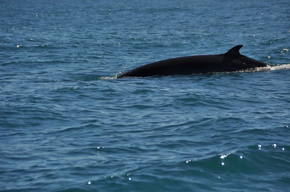 hump of the whale above the water
