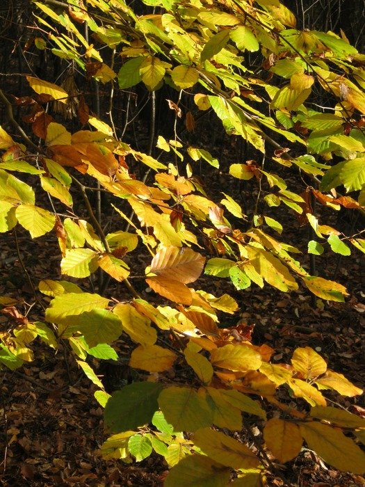 golden beech leaves in the forest