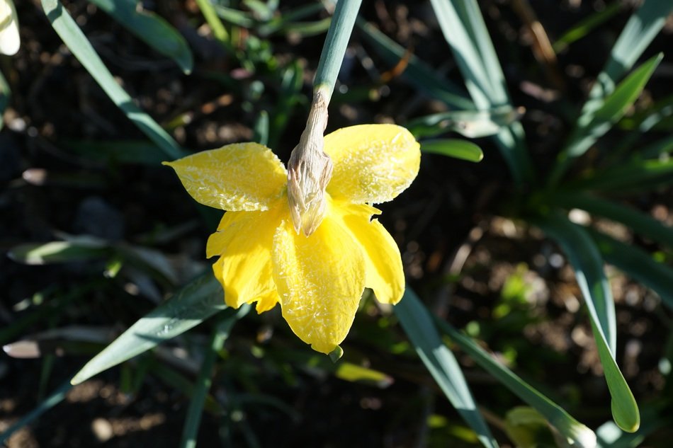 iced yellow daffodils