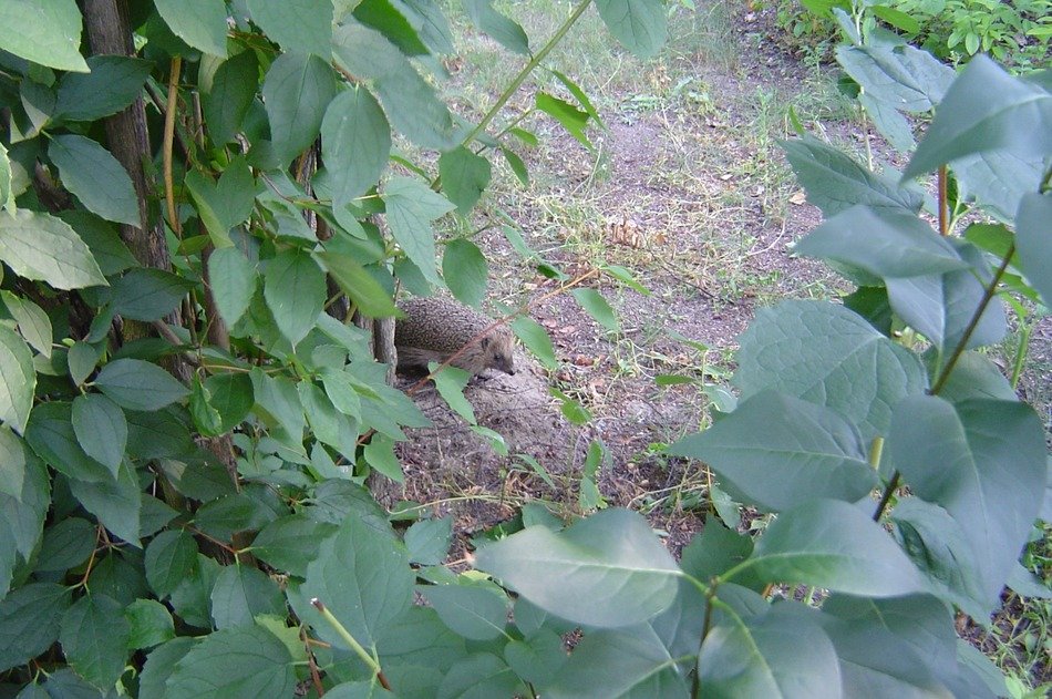 hedgehog among the bushes