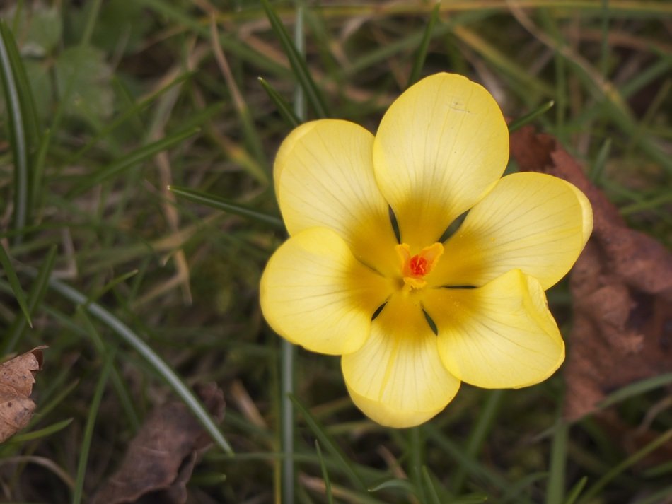 summer plant yellow