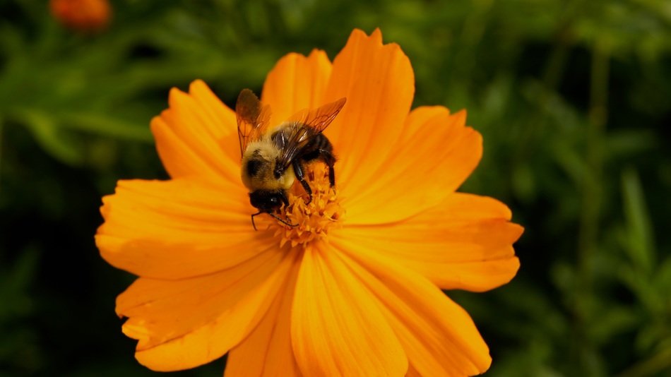 incredibly handsome flower and bee