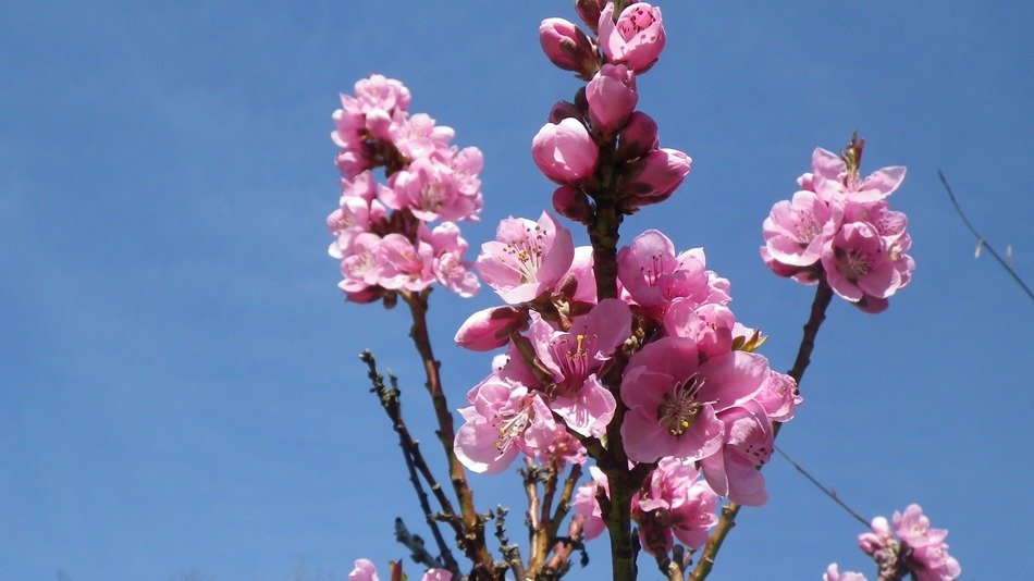 pink nectarine flower in spring