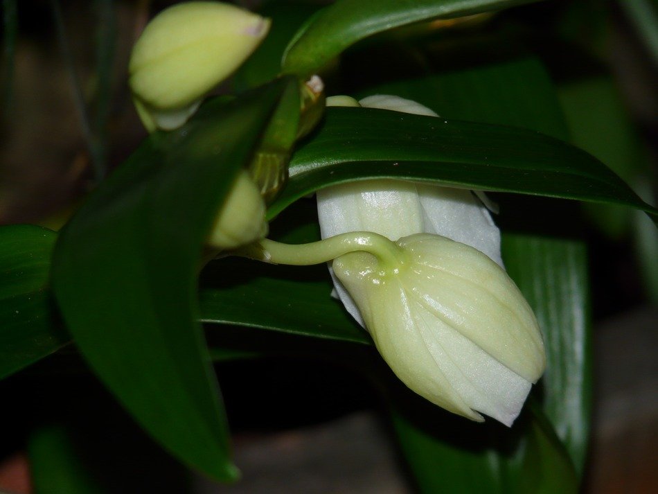 white orchid flower buds