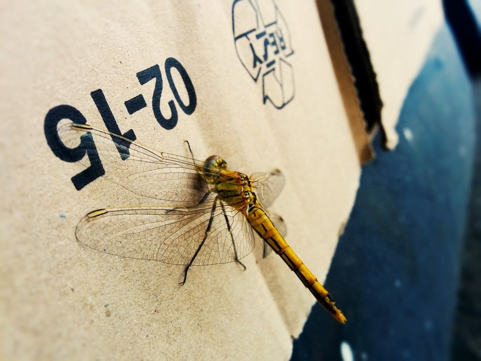 large dragonfly on the wall