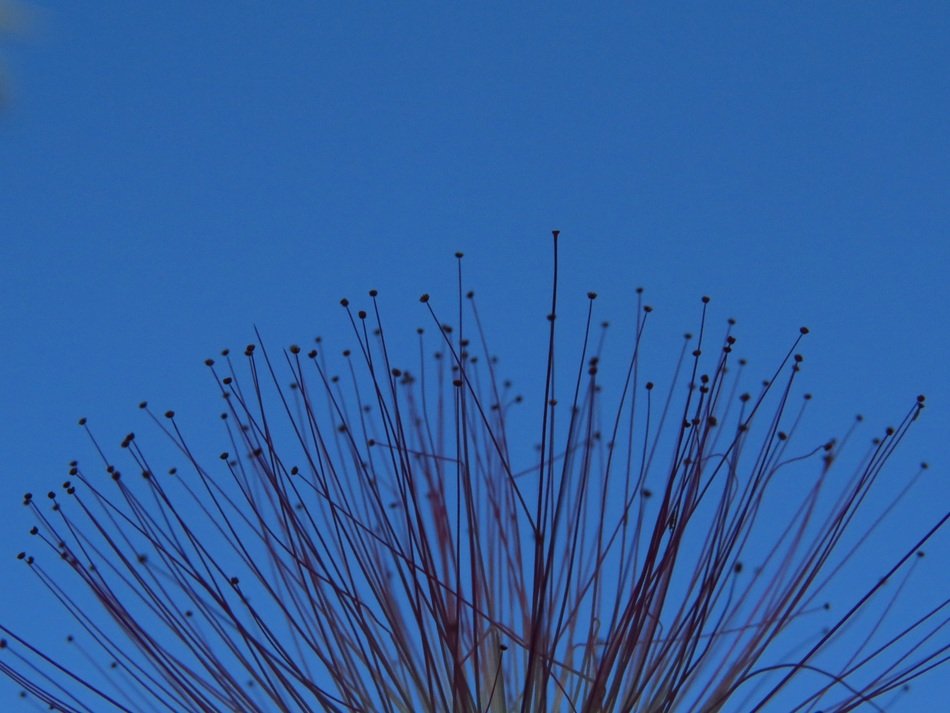 plant closeup on blue background