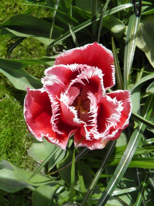 unusual beautiful tulip in amsterdam