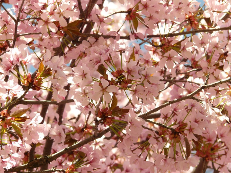 flowering of the Japanese cherry closeup