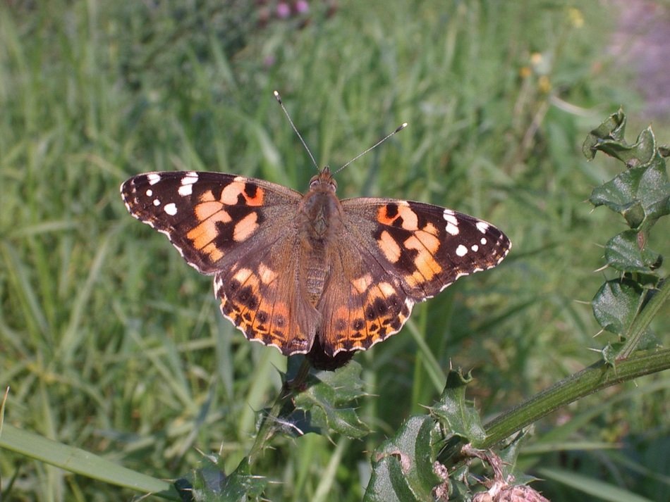 Painted lady butterfly on the grass