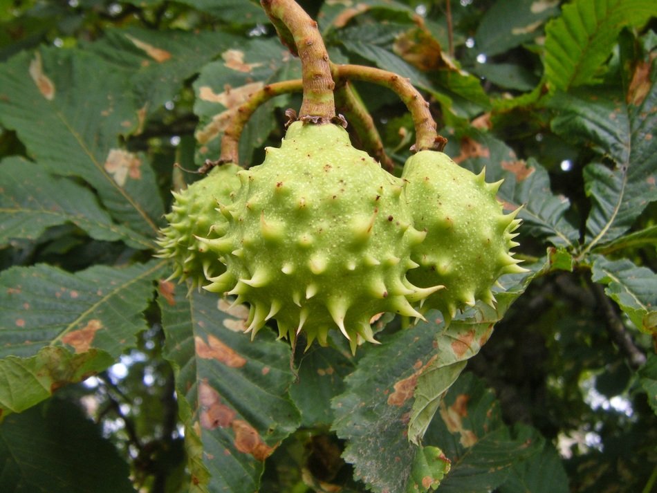 chestnut leaves fetus plant