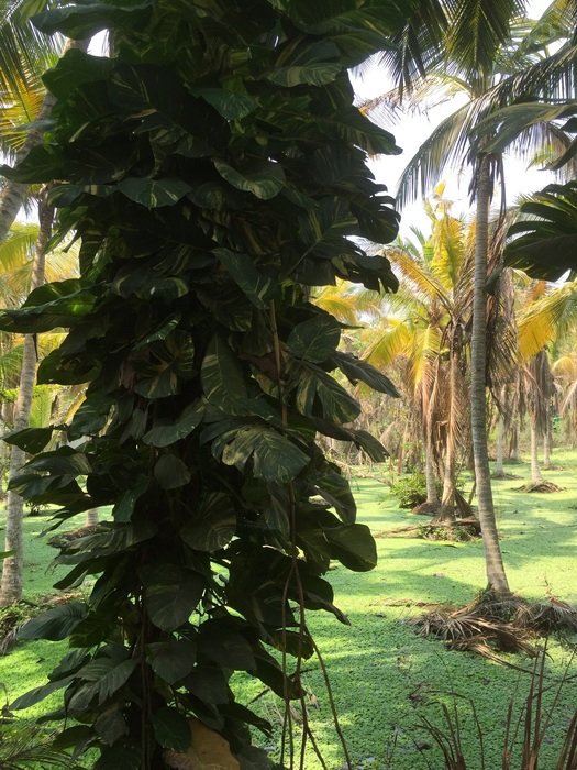 tropical landscape in India