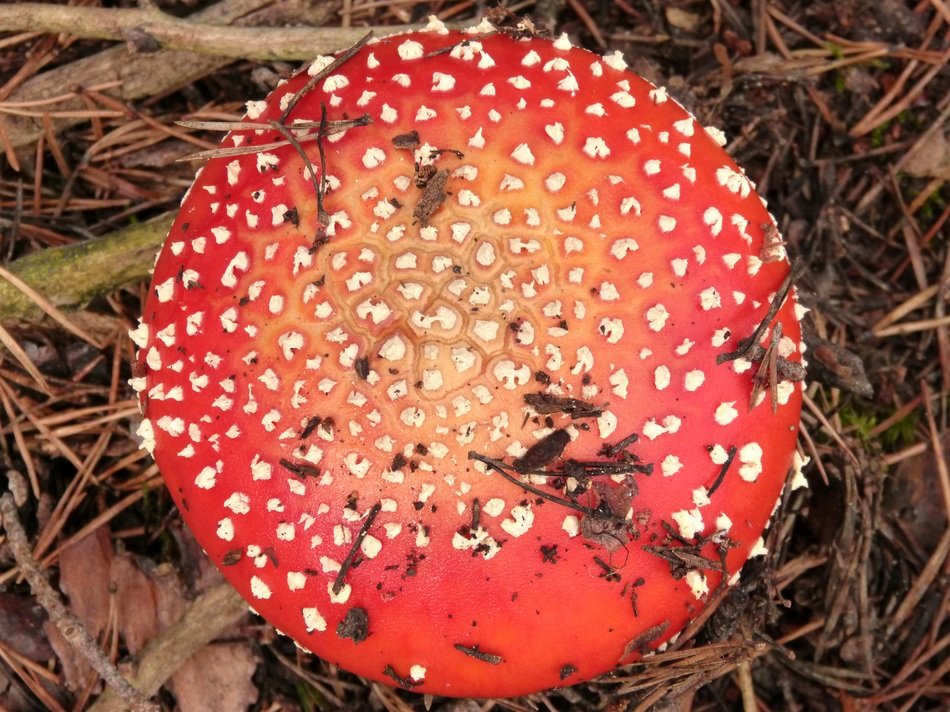 Amanita Muscaria in the forest