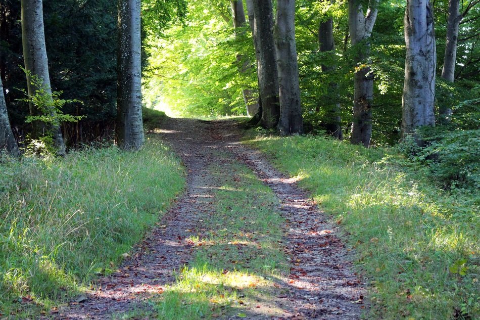 leisure in the forest