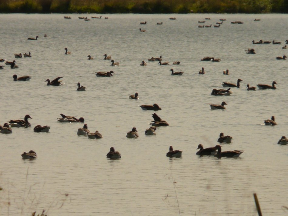Landscape of the lake with geese