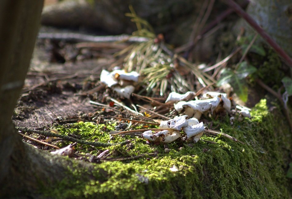 green moss and pine needles on the stump