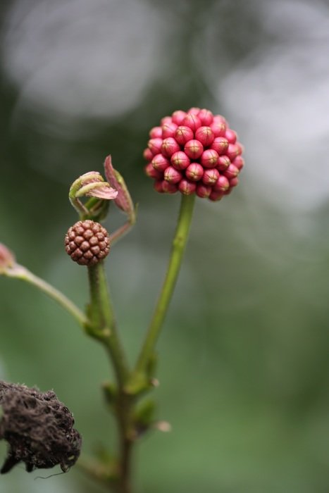 plant with red buds in spring