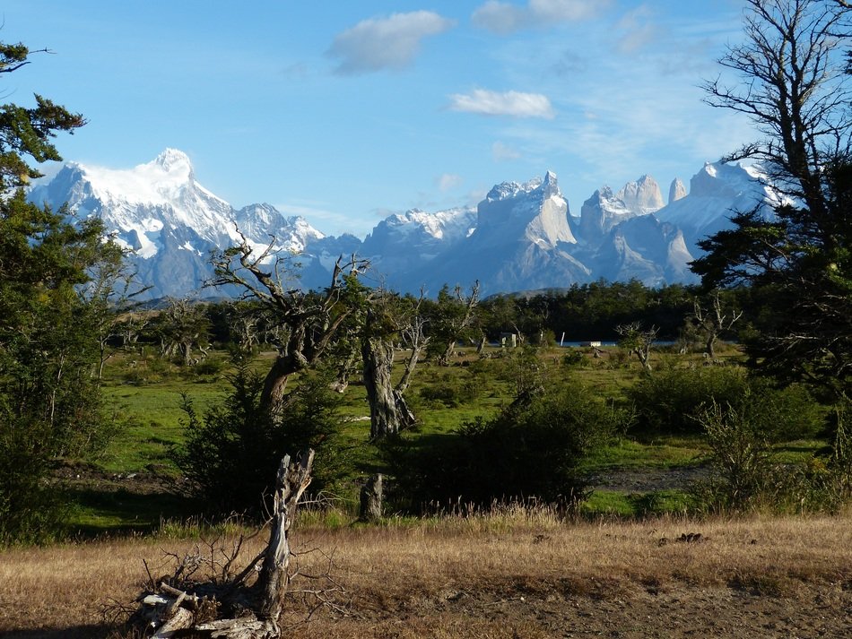 forest in Patagonia
