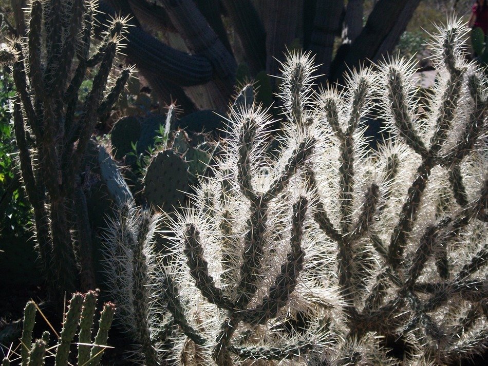 Arizona backlit cactus