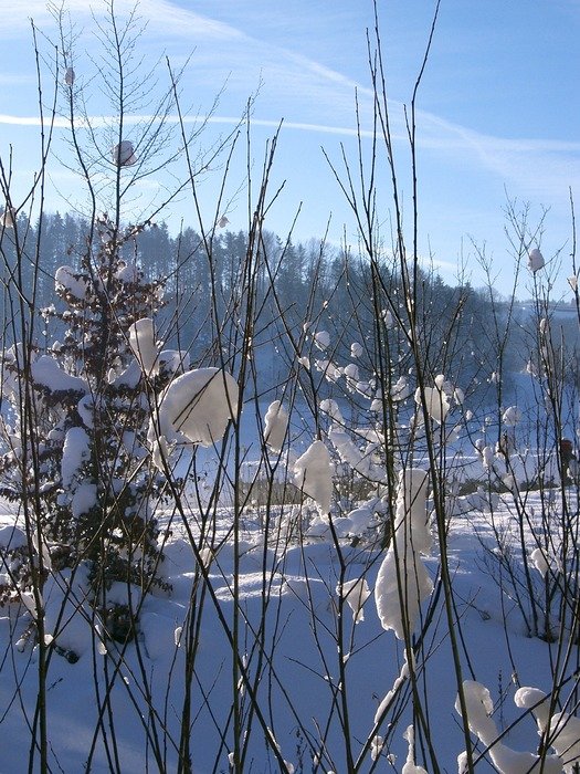 nature in winter