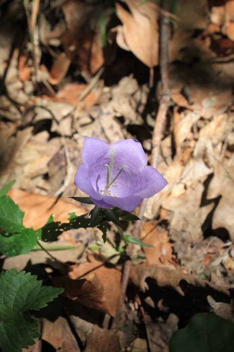 cute bell flower
