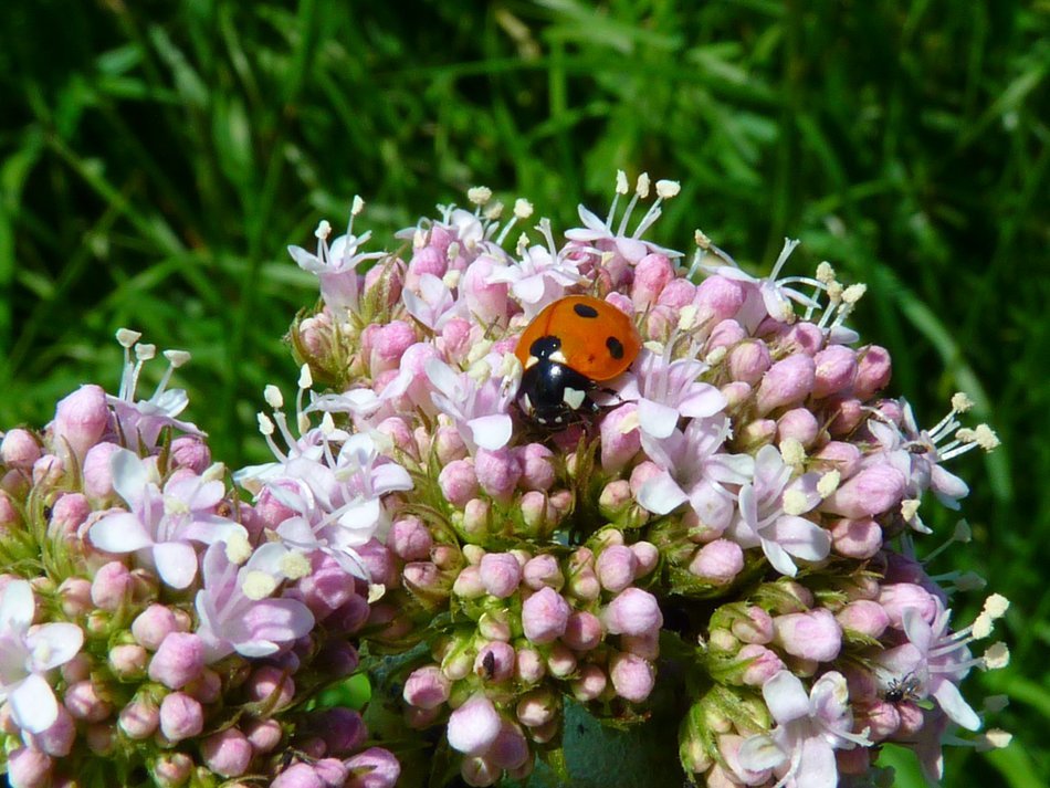 ladybug on bud of valerian