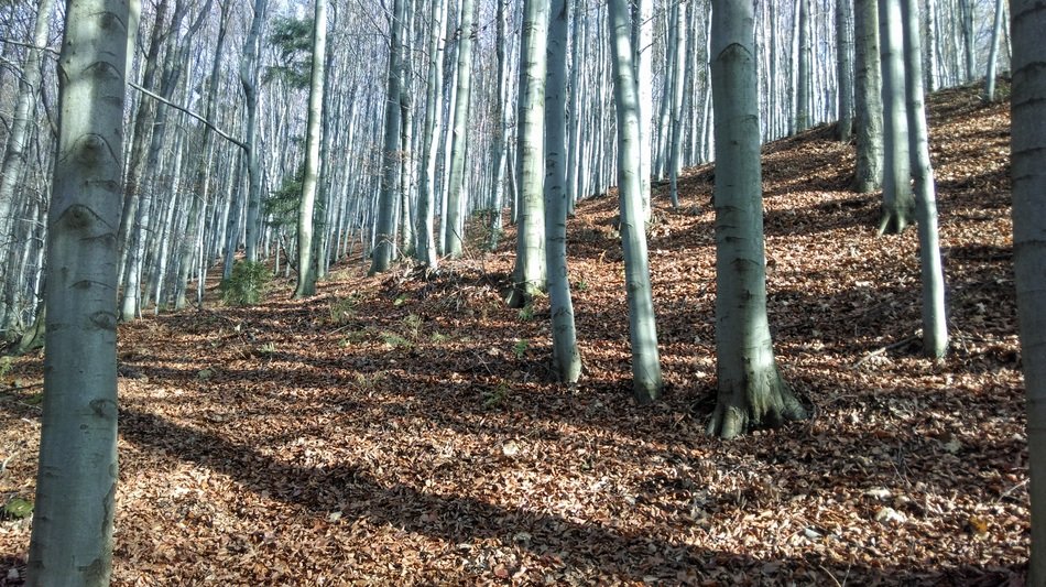 poland mountain forest