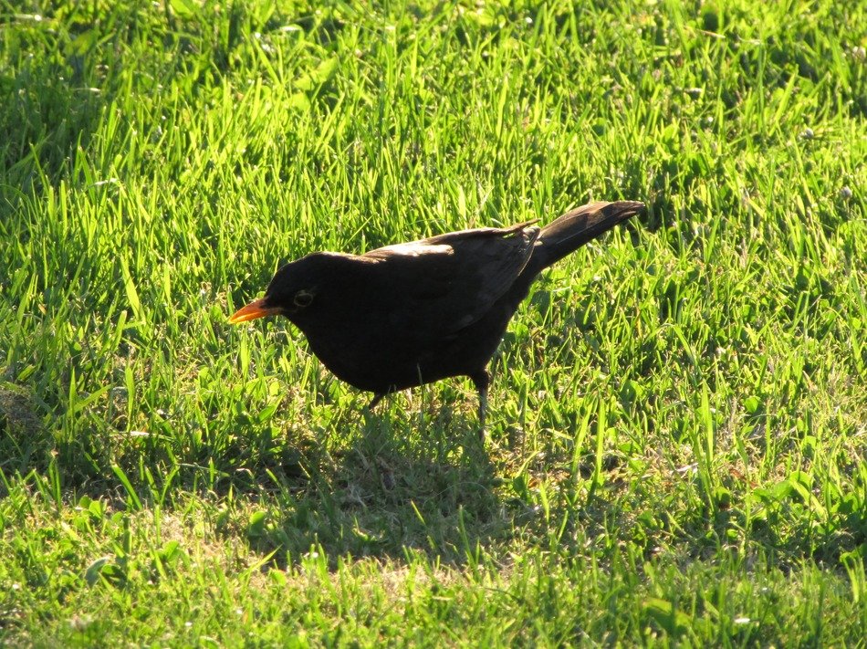 blackbird on the groung