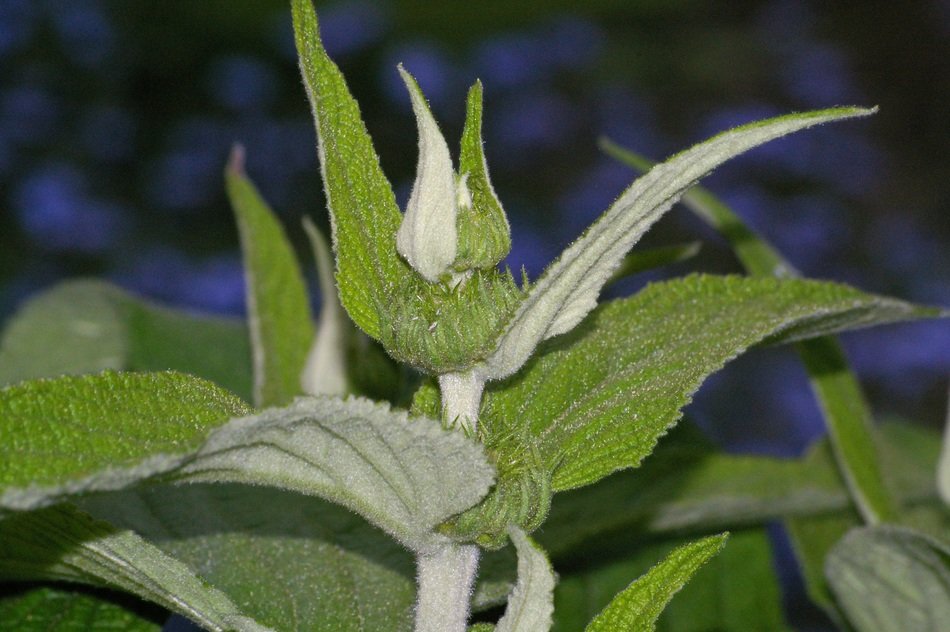 fire herb closeup