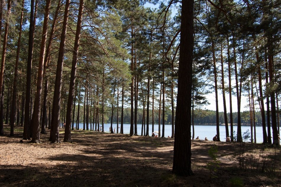 view of the blue lake through the pine forest in Russia