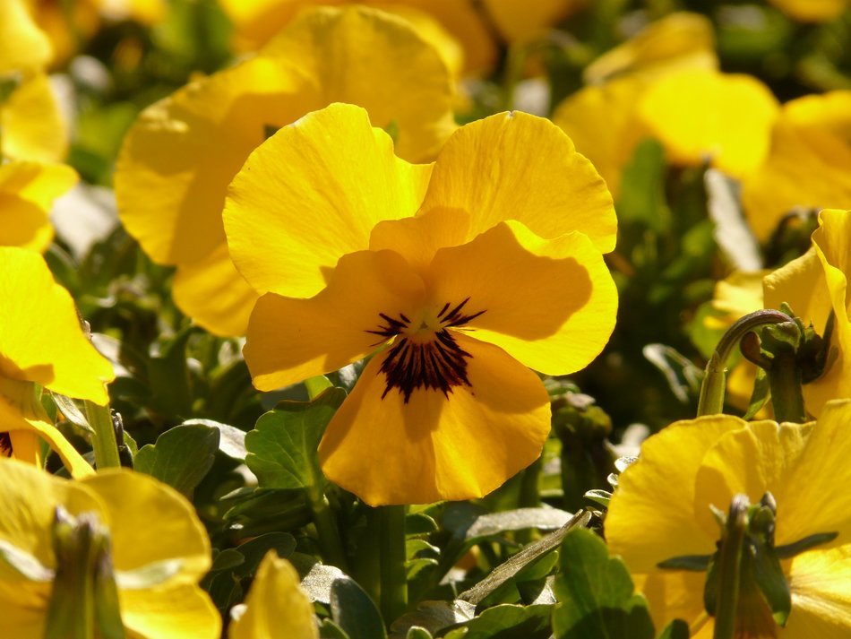 yellow violets under the rays of the summer sun